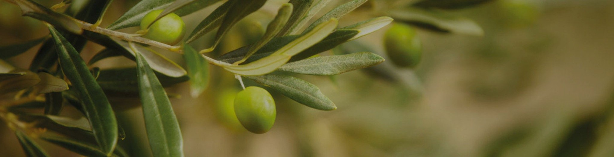L'Olive, une saveur de Méditerranée